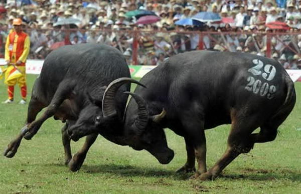 คลิกที่นี่ เพื่อดูรูปใหญ่ ด้านล่าง เทศกาลชนควาย Buffalo fighting เวียดนาม
