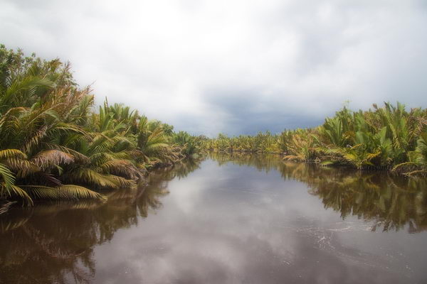 อุทยานแห่งชาติทันจังพุตติง Tanjung Puting อินโดนีเซีย