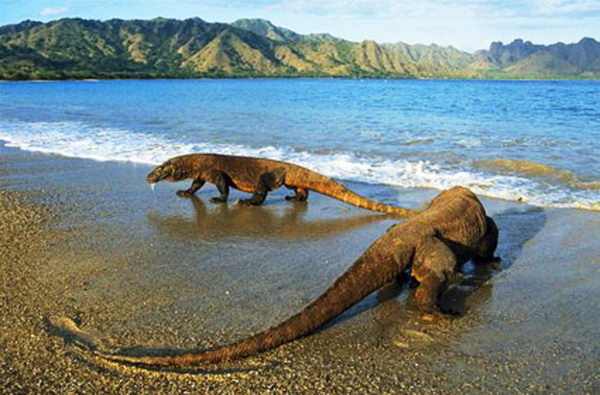 อุทยานแห่งชาติโคโมโด Komodo National Park อินโดนีเซีย