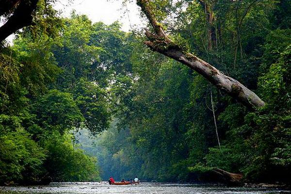 อุทยานแห่งชาติทามันเนกะระ Taman Negara มาเลเซีย