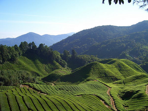 เชิงเขาคาเมรอน Cameron Highlands มาเลเซีย