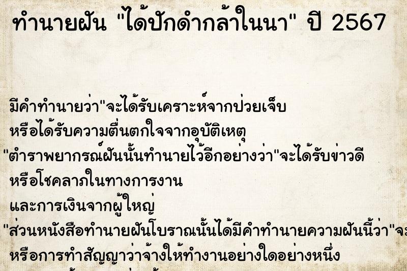 ทำนายฝัน ได้ปักดำกล้าในนา  เลขนำโชค 