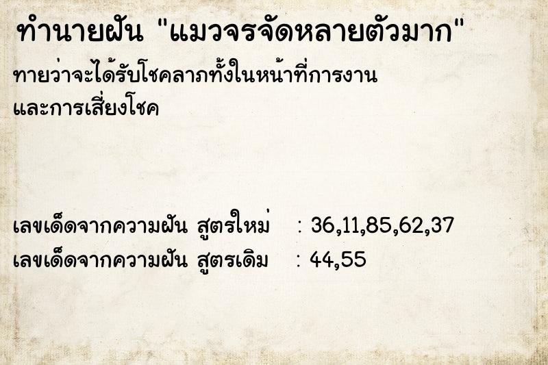 ทำนายฝัน แมวจรจัดหลายตัวมาก