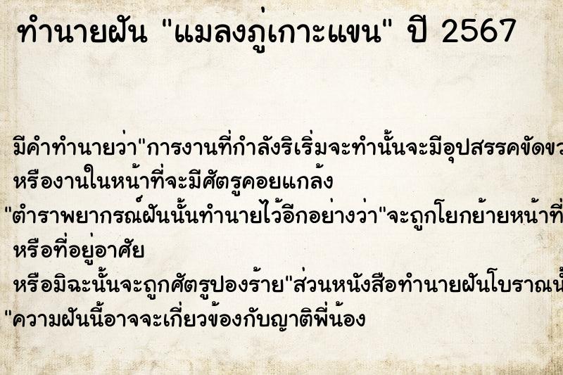 ทำนายฝัน แมลงภู่เกาะแขน