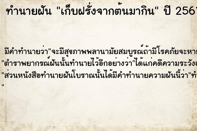 ทำนายฝัน เก็บฝรั่งจากต้นมากิน  เลขนำโชค 