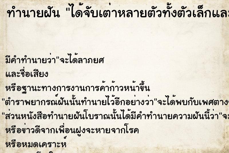 ทำนายฝัน ได้จับเต่าหลายตัวทั้งตัวเล็กและใหญ่  เลขนำโชค 