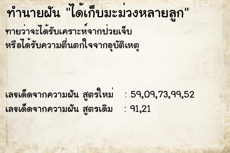 ทำนายฝัน ได้เก็บมะม่วงหลายลูก