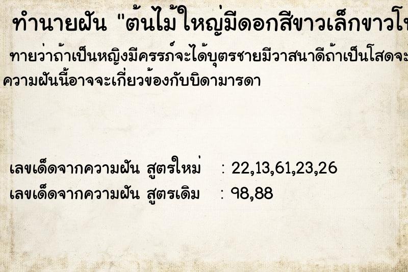 ทำนายฝัน ต้นไม้ใหญ่มีดอกสีขาวเล็กขาวโพลนเต็มต้นสวยงาม