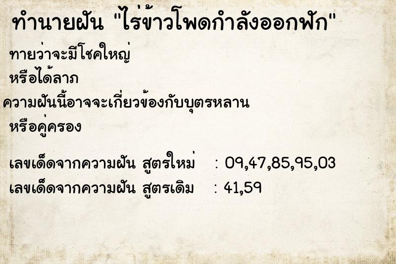 ทำนายฝัน ไร่ข้าวโพดกำลังออกฟัก  เลขนำโชค 