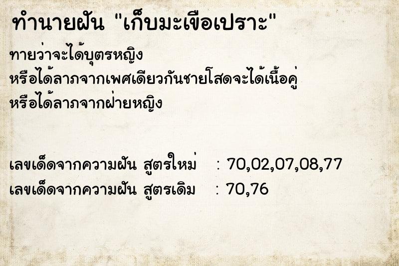 ทำนายฝัน เก็บมะเขือเปราะ  เลขนำโชค 