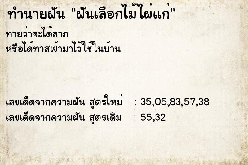 ทำนายฝัน ฝันเลือกไม้ไผ่แก่