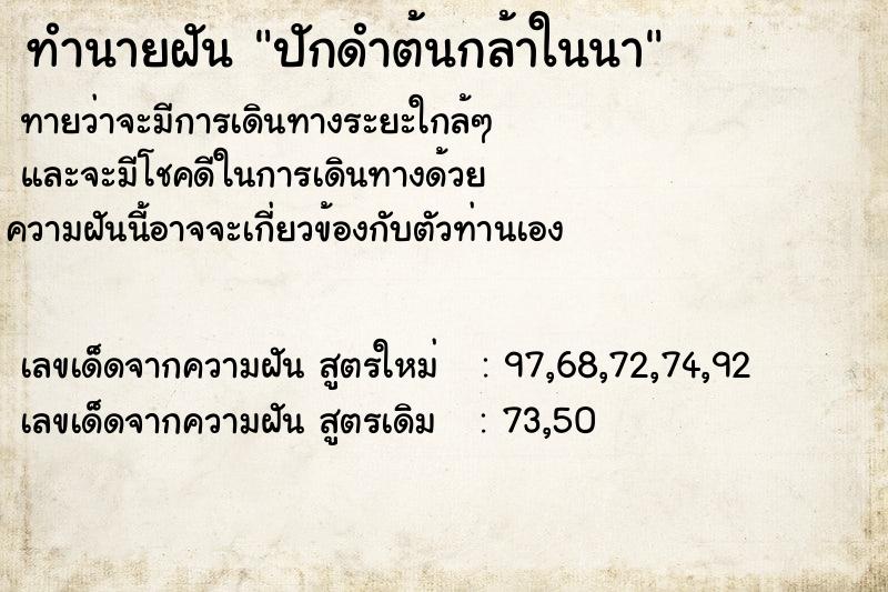 ทำนายฝัน ปักดำต้นกล้าในนา  เลขนำโชค 