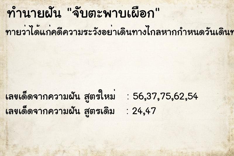 ทำนายฝัน จับตะพาบเผือก  เลขนำโชค 