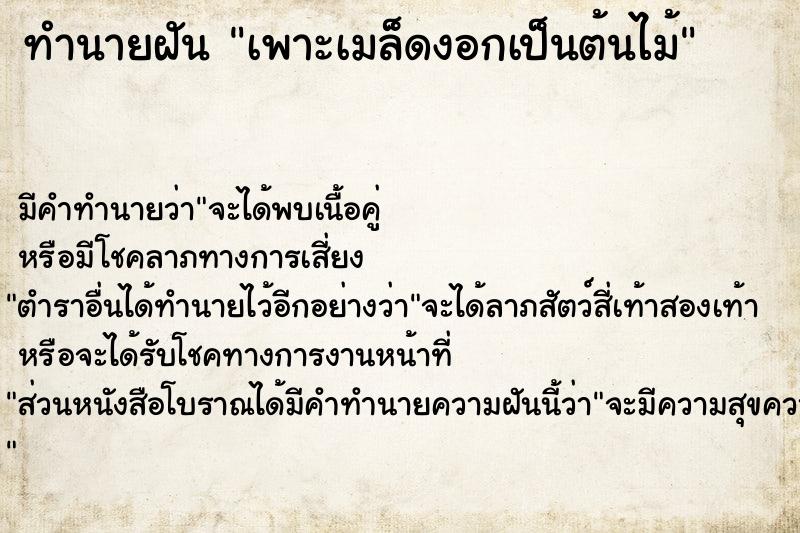 ทำนายฝัน เพาะเมล็ดงอกเป็นต้นไม้