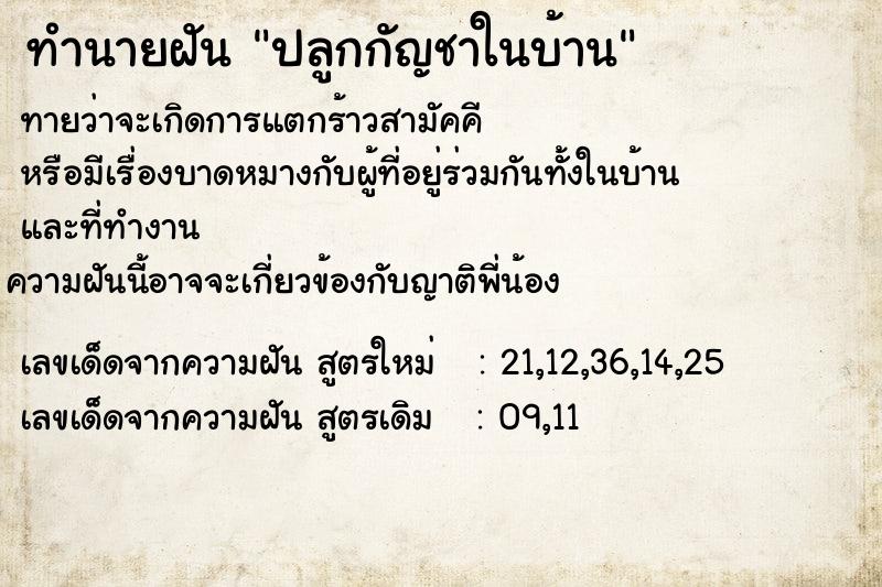 ทำนายฝัน ปลูกกัญชาในบ้าน