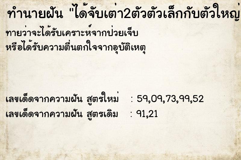 ทำนายฝัน ได้จับเต่า2ตัวตัวเล็กกับตัวใหญ่