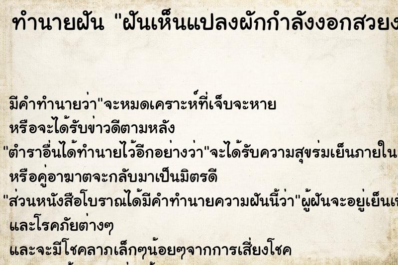 ทำนายฝัน ฝันเห็นแปลงผักกำลังงอกสวยงาม