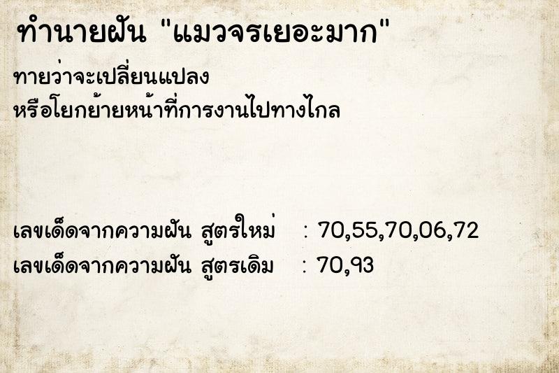 ทำนายฝัน แมวจรเยอะมาก