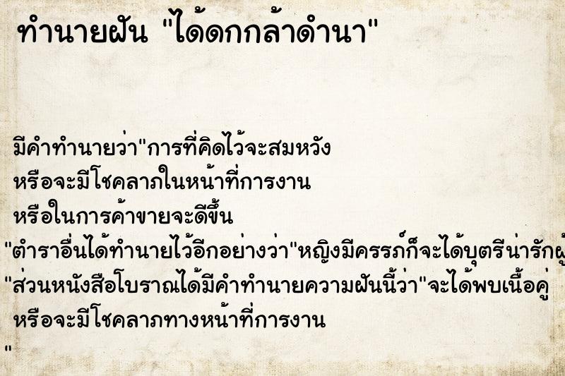 ทำนายฝัน ได้ดกกล้าดำนา