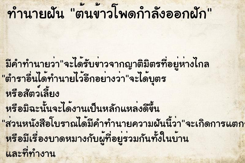 ทำนายฝัน ต้นข้าวโพดกําลังออกฝัก