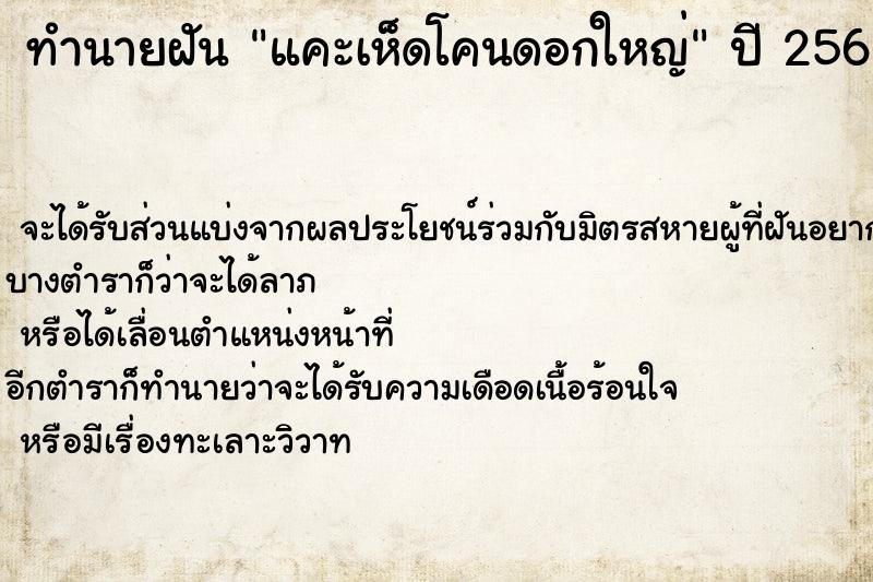 ทำนายฝัน แคะเห็ดโคนดอกใหญ่