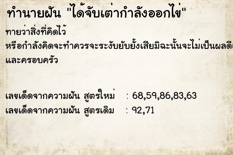 ทำนายฝัน ได้จับเต่ากำลังออกไข่