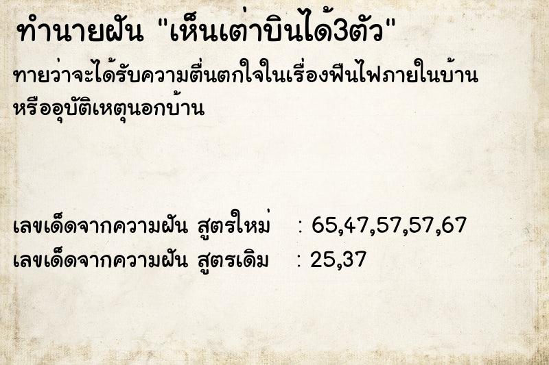 ทำนายฝัน เห็นเต่าบินได้3ตัว