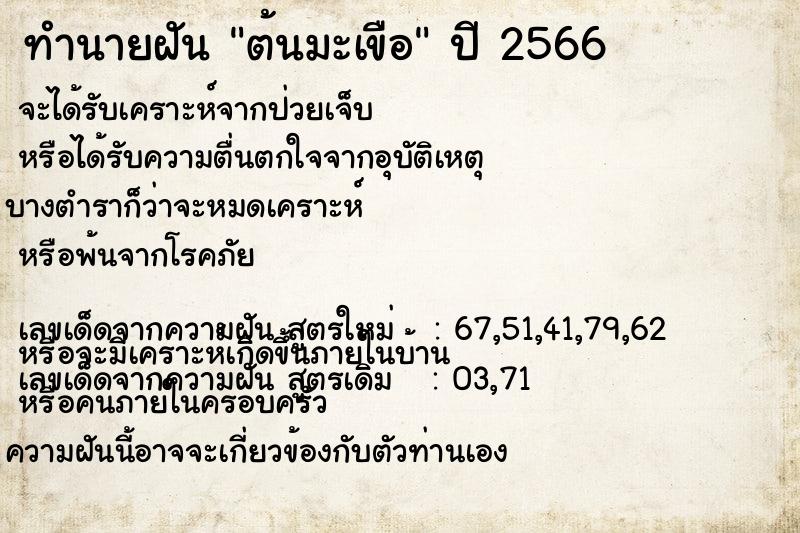 ทำนายฝัน ต้นมะเขือ  เลขนำโชค 