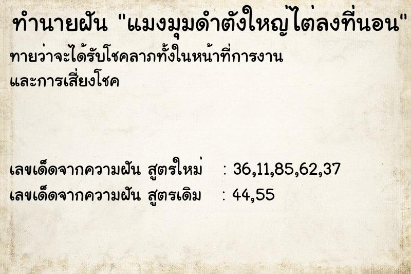 ทำนายฝัน แมงมุมดำตังใหญ่ไต่ลงที่นอน