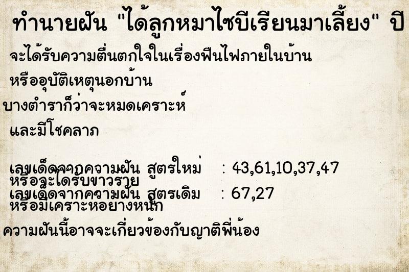 ทำนายฝัน ได้ลูกหมาไซบีเรียนมาเลี้ยง