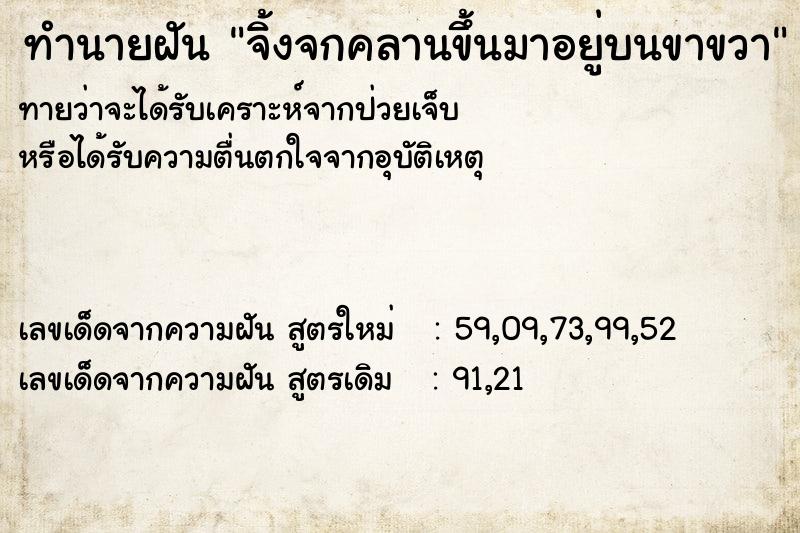 ทำนายฝัน จิ้งจกคลานขึ้นมาอยู่บนขาขวา