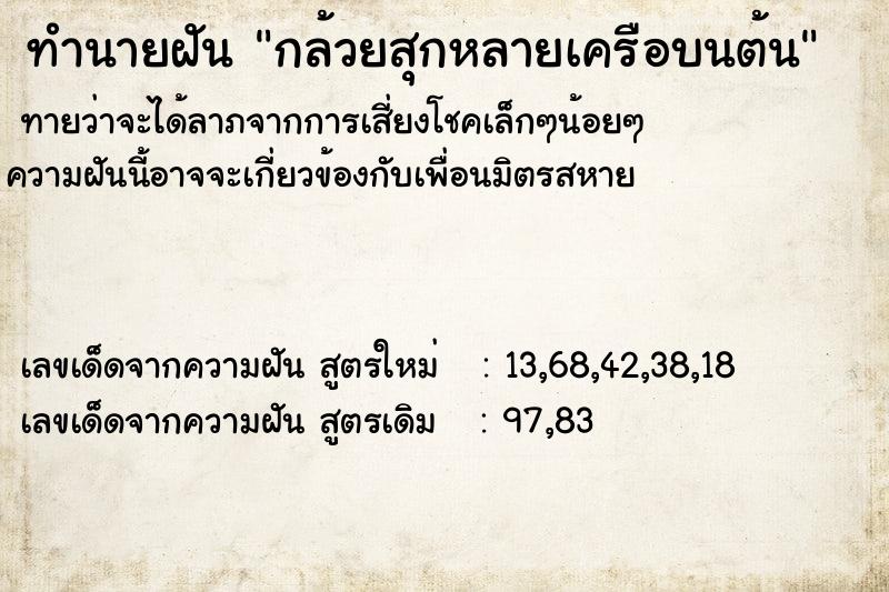 ทำนายฝัน กล้วยสุกหลายเครือบนต้น  เลขนำโชค 