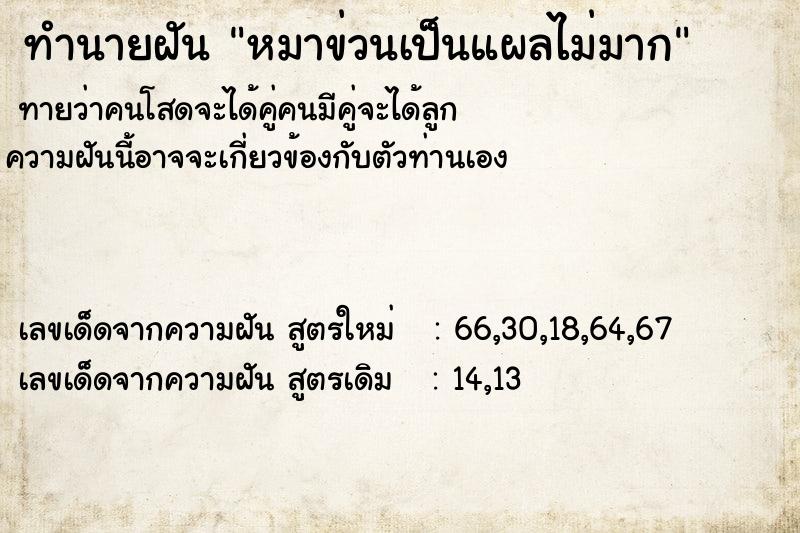 ทำนายฝัน หมาข่วนเป็นแผลไม่มาก