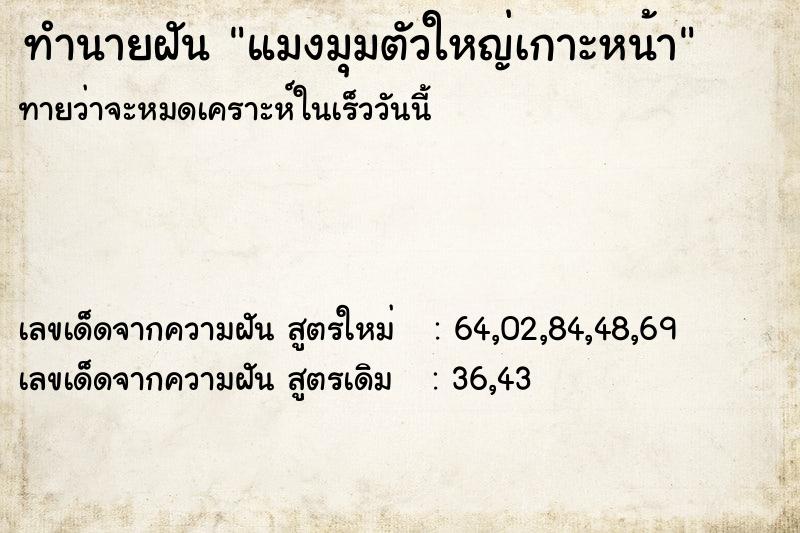 ทำนายฝัน แมงมุมตัวใหญ่เกาะหน้า