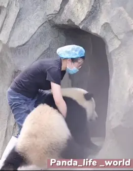 pandaaventurerotiktok panda petoftiktok