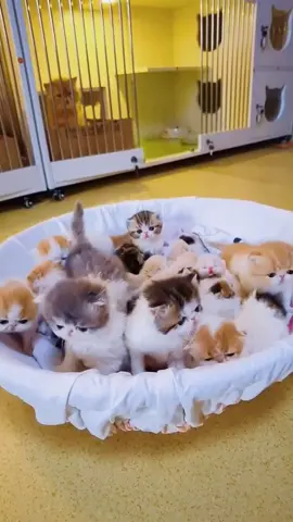 How many cats do you count here🙉🙉pets cute cats it....