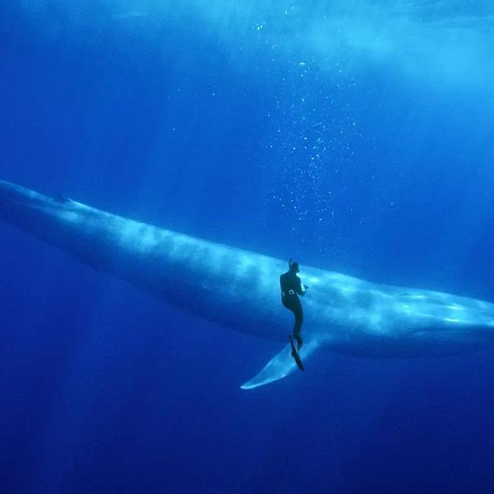 Whale feeding tiktok whale